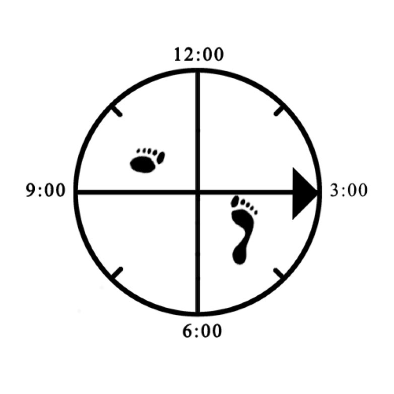 Example of improper foot positioning (rear - lifted heel and rotated) for offset Horse (right)